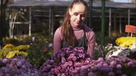 Young-smiling-female-florist-in-apron-examining-and-arranging-flowerpots-with-chrysanthemum-on-the-shelf.-Young-woman-in-the-greenhouse-with-flowers-checks-a-pot-of-chrysanthemum