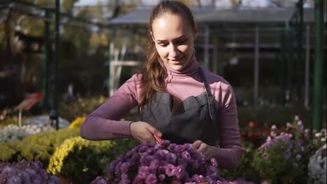 Young-smiling-female-florist-in-apron-examining-and-cutting-dry-flowers-using-garden-pruner-from-chrysanthemum-standing-on-the-shelf-in-greenhouse.-Young-woman-checks-a-pot-of-chrysanthemum