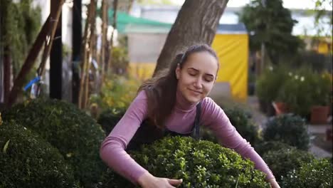Young-female-florist-in-apron-embracing-green-boxwood-in-the-greenhouse,-smiling-and-looking-in-the-camera.-Happy-woman-in-the-greenhouse-loves-buxus-and-her-job
