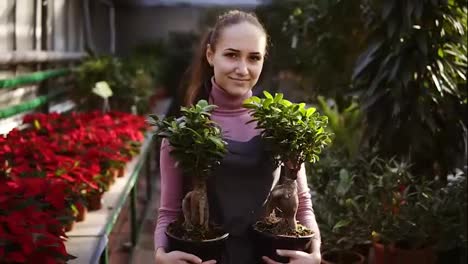 Young-female-florist-with-ponytail-in-apron-walking-among-rows-of-flowers-in-flower-shop-or-greenhouse-while-holding-two-pots-with-plants.-She-is-arranging-these-pots-on-the-shelf-with-other-plants