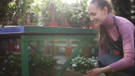 Young-happy-smiling-female-florist-with-ponytail-in-apron-is-arranging-pots-with-plants-on-the-shelf.-Lens-flare.-Slowmotion-shot