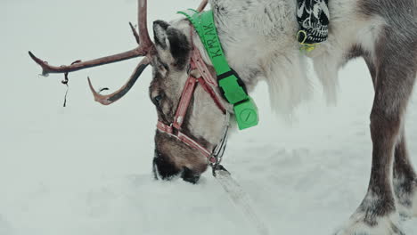 Cinematic-close-shot-of-reindeer-eating-snow