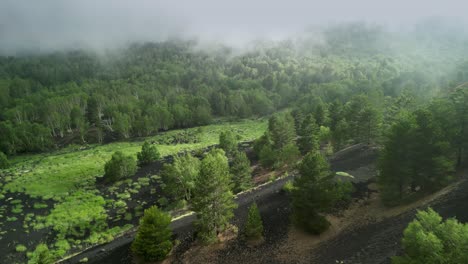 Unusual-landscape-with-lava-floor-and-luxuriant-vegetation-natural-contrast-between-gray-and-green-and-low-fog