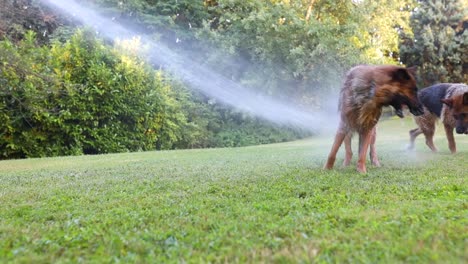 Cinematic-slomo-shot-of-two-dogs-interacting-with-water-being-sprayed-from-a-hose-in-high-pressure,-Sheperd,-Dogs,-Slow-Motion