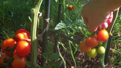 Picking-ripe-home-grown-organic-cherry-tomatoes-from-the-kitchen-garden