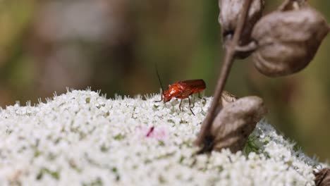 Close-up-shot-of-red-bug-collecting-pollen-of-white-flower-in-nature---moving-antenna-of-insect