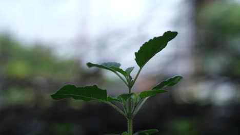 Nahaufnahme-Einer-Grünen-Pflanze,-Viel-Platz-Zum-Schreiben-Von-Steuern,-Weltumwelttag-Und-Umwelttag-Konzept