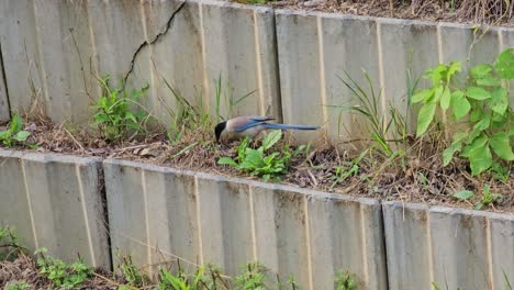 Azure-winged-magpie-catches-insects-or-bugs-and-eats-in-a-grass-by-concrete-wall