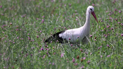 White-Stork-hunting-in-green-flower-field-during-sunny-day,-tracking-shot-in-slow-motion