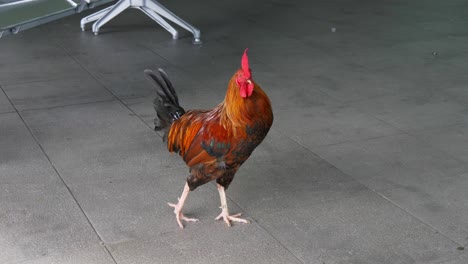Rooster-pauses-in-public-area-before-walking-off-in-the-Cook-Islands-where-they-are-common-around-towns
