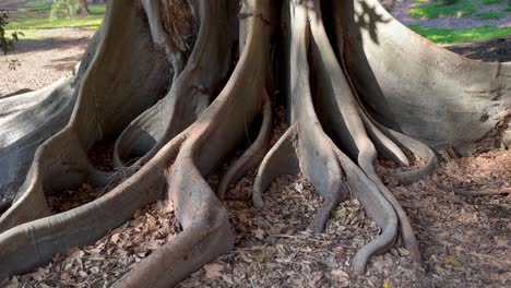 Moreton-Bay-tree-roots-in-shadows-in-autumn,-Perth-Western-Australia