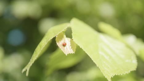 Ladybug-on-a-linden-leaf.-Close-up.-4K-video