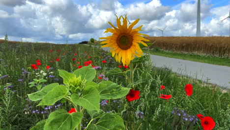 next-to-a-road-there-is-a-flowering-strip-with-sunflowers,-poppies-and-cornflowers-for-the-insects