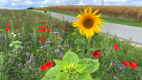 next-to-a-road-there-is-a-flowering-strip-with-sunflowers,-poppies-and-cornflowers-for-the-insects-in-slow-motion