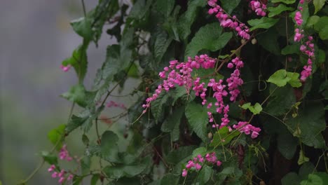 Rain-pouring-down-on-these-tiny-pink-flowers-known-as-Cadena-de-Amor-or-Coral-Vine,-Antigonon-leptopus,-Thailand