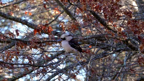 Kookaburra-sitting-in-a-tree
