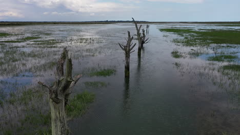 Aerial-flight-over-dead,-bare-willow-tree-stumps-on-a-flooded-salt-marsh-estuary.
