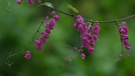 Rain-drenched-pink-flowers-dancing-in-the-rain-as-a-lone-bee-is-moving-from-one-flower-to-another,-Cadena-de-Amor,-Queen's-Wreath,-Antigonon-leptopus