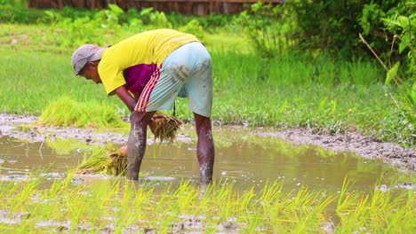 Junger-Bauer-Aus-Bangladesch-Pflanzt-Reissämlinge-In-Feuchtem-Ackerland
