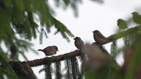 Sparrows-sitting-on-a-branch-of-a-coniferous-tree
