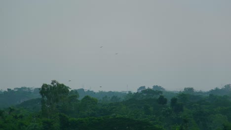 footage-of-breeding-pair-of-eagles-circling-above-a-dense-forest-in-Bangladesh-and-smog-pollution-in-the-background