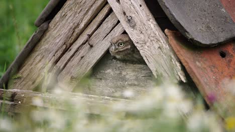Cute-Little-Owl-chick-peeps-out-of-owl-house-before-going-out,-close-up