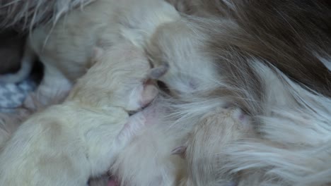 Food-hunting--new-born-ragdoll-cat-kitten-searching-for-breast-milk