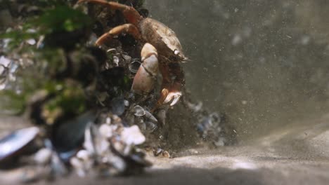 North-Sea-Crab-hiding-on-an-artificial-reef