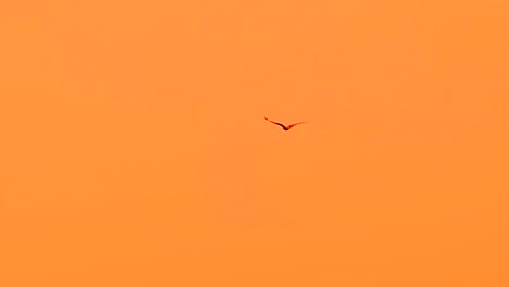 eagle-flying-peacefully-in-the-orange-summer-hot-sunset-in-Bangladesh