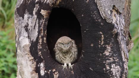 Little-Owl-Athene-noctua-sitting-in-tree-hollow-grooms-itself