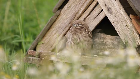 Little-Owl-asleep-outside-owl-house,-suddenly-wakes-with-intense-stare