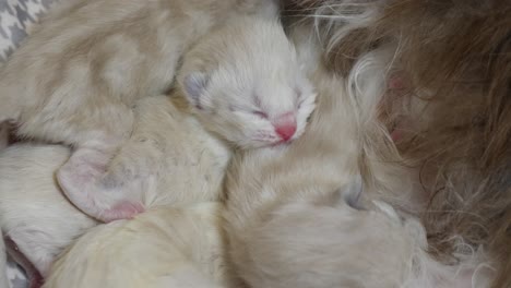 Familie-–-Neugeborener-Wurf-Von-Vier-Ragdoll-Kätzchengeschwistern,-Die-Sich-Von-Muttermilch-Ernähren