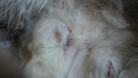 Breast-feeding--New-born-one-day-old-ragdoll-cat-kitten-sucking-milk