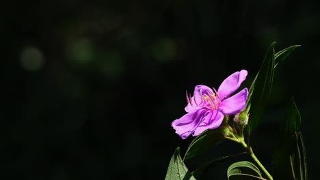 Purple-flower-bathing-in-the-sunlight-on-the-right-side-of-the-frame,-Princess-Flower,-Pleroma-semidecandrum