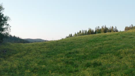 Immergrüne-Wiesen-Auf-Abfallenden-Hügeln-Auf-Dem-Land