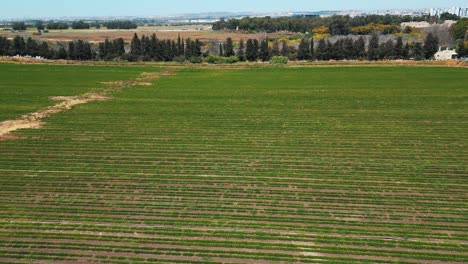 Una-Toma-De-Drones-De-Un-Enorme-Campo-Verde,-Con-Muchos-árboles-Delante-Y-Un-Cielo-Azul,-Vídeo-De-4k,-Israel