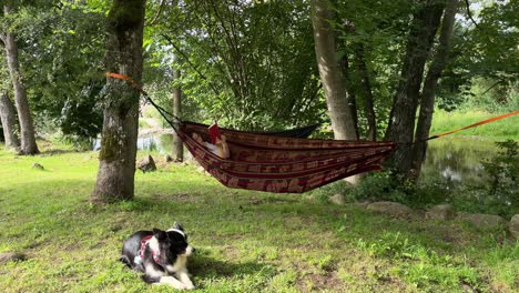 An-Asian-girl-reading-a-book-on-a-hammock-by-the-river,-with-her-dog