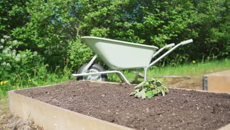 Plants-Throwing-On-Wooden-Garden-Raised-Bed-With-Wheelbarrow-At-Background
