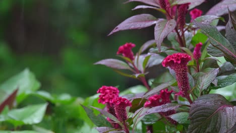 Rain-pouring-on-flowers-and-leaves-on-the-right-side-of-the-frame,-Red-Cockscomb,-Celosia-argentea