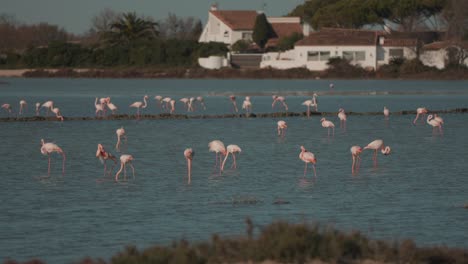 A-multitude-of-pink-flamingos-are-wading-through-the-water,-with-residential-houses-in-the-background