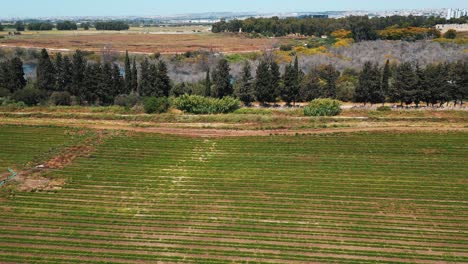Una-Toma-De-Drones-De-Un-Gran-Campo-Verde,-Con-Muchos-árboles-En-Frente-Y-Un-Lago-Y-Un-Cielo-Azules,-Video-De-4k,-Israel