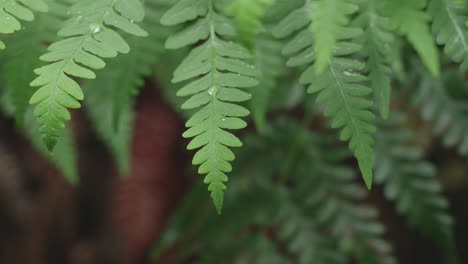 Lush-green-rainforest,-Sunlight-falling-on-fern-tree,-rack-focus-macro-new-zealand