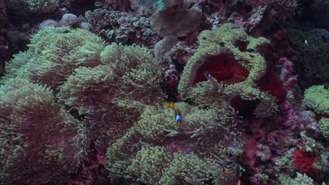 Anemonenfische-Schwimmen-In-Seeanemonen-Im-Roten-Meer