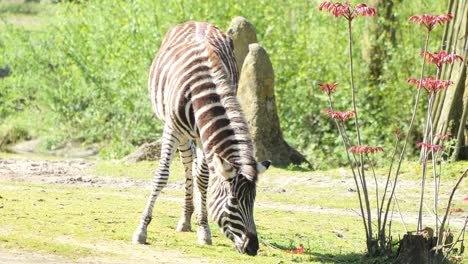 Zebra-Grazing-on-Grass