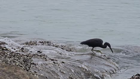 One-Pacific-Reef-Heron-Forages-Fishing-on-Rocky-Shore-by-the-Sea