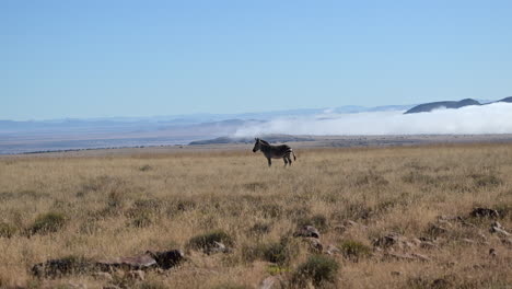 Cape-Mountain-Zebra-walking-in-scenic-landscape-with-mist-on-mountains-in-the-backgroud,-Slowmotion
