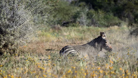 Cape-Mountain-Zebra-rolling-in-the-sand,-standing-up-and-looking-at-camera,-Mountain-Zebra-N
