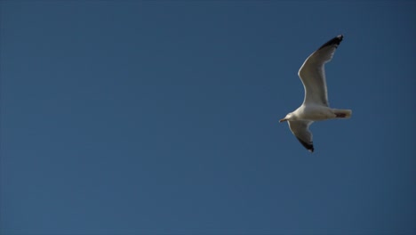 Wide-shot-of-seagull-flying-towards-camera-and-away-in-to-the-sun-on-a-clear-blue-sky