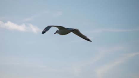 Seagull-soars-through-the-air-away-from-camera-at-45-degrees