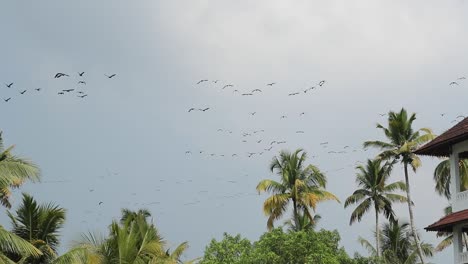 flocks-of-birds-swoop-and-swirl-together-in-the-sky